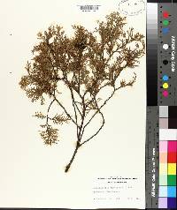 Chamaecyparis thyoides image