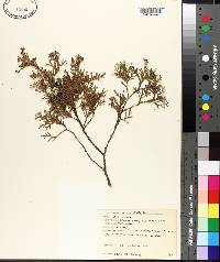 Chamaecyparis thyoides image