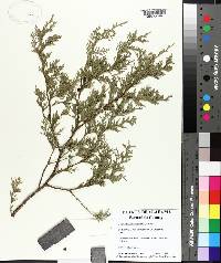 Chamaecyparis thyoides image