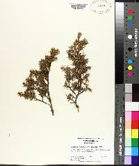 Juniperus communis var. depressa image