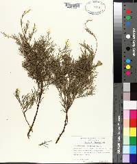 Juniperus silicicola image