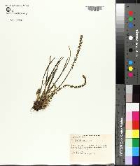 Triglochin maritima image