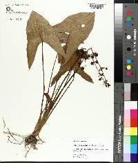 Sagittaria australis image