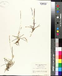 Eremochloa ophiuroides image