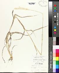 Bothriochloa laguroides subsp. torreyana image