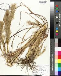 Andropogon glomeratus image