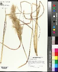 Andropogon glomeratus image