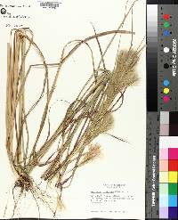 Andropogon glomeratus image