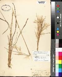 Andropogon glomeratus image