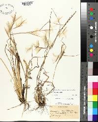 Andropogon longiberbis image