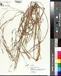 Schizachyrium scoparium var. scoparium image