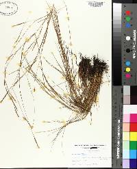 Schizachyrium tenerum image