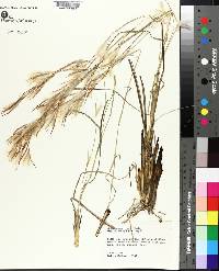 Andropogon tracyi image