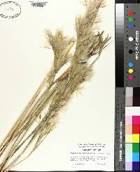 Andropogon virginicus image