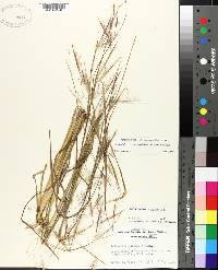 Andropogon virginicus var. virginicus image