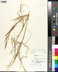 Andropogon virginicus var. virginicus image