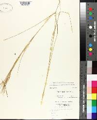 Andropogon virginicus var. virginicus image