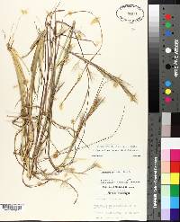 Andropogon virginicus var. virginicus image