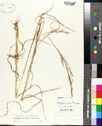Andropogon virginicus var. virginicus image