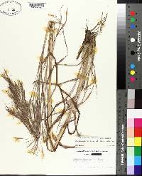 Andropogon virginicus var. glaucus image