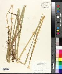 Sorghastrum nutans image