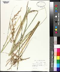 Sorghastrum nutans image