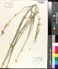 Sorghastrum nutans image