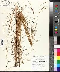 Schizachyrium tenerum image