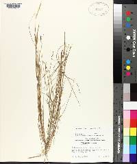 Schizachyrium tenerum image