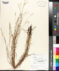 Schizachyrium tenerum image