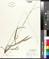 Paspalum setaceum var. ciliatifolium image