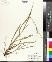 Paspalum setaceum var. ciliatifolium image