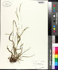 Paspalum setaceum var. muhlenbergii image