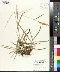 Paspalum dilatatum image