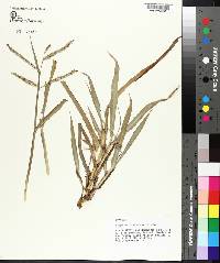 Paspalum dissectum image