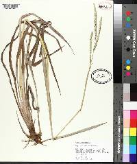 Paspalum floridanum image