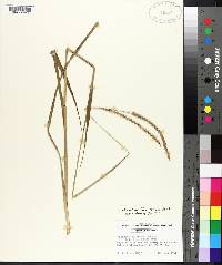 Paspalum floridanum image