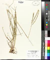 Paspalum notatum image