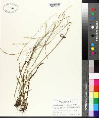 Paspalum setaceum var. muhlenbergii image