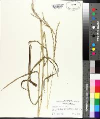 Paspalum urvillei image