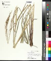 Paspalum urvillei image