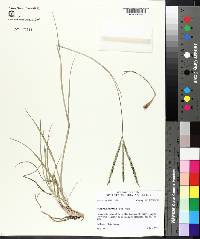 Paspalum notatum image