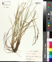 Paspalum plicatulum image