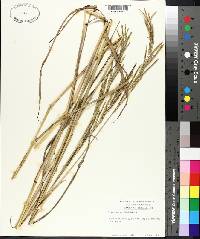 Paspalum urvillei image
