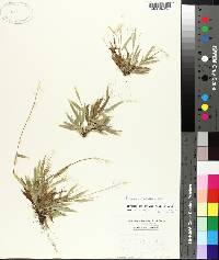 Panicum ciliatum image