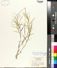 Panicum commonsianum image