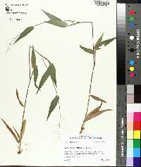 Panicum commutatum image