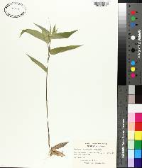 Panicum commutatum image