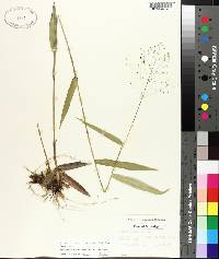 Panicum commutatum image