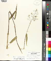 Panicum commutatum image